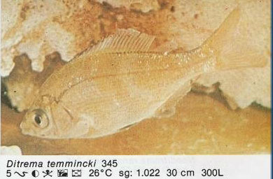 Ditrema temmincki